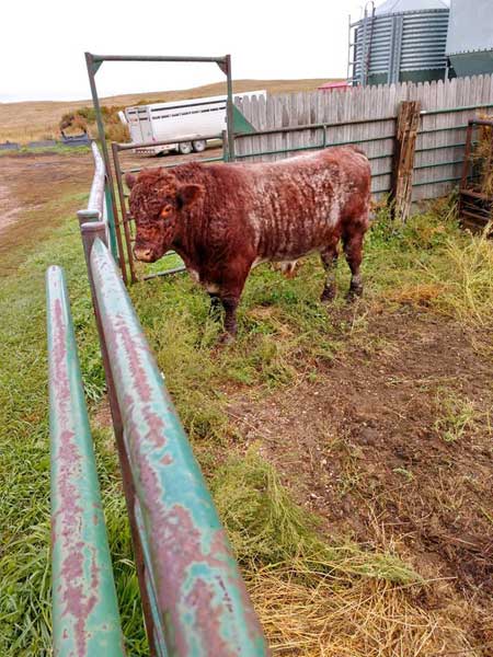 Cow