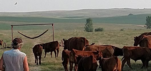 Grazing Cattle