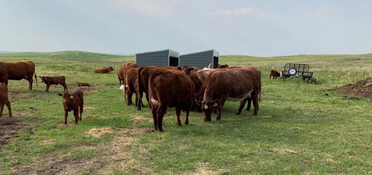 Herd Cattle