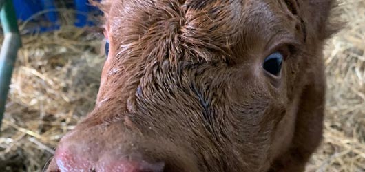 Newborn Calf